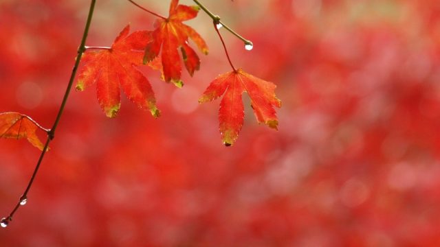 2020年11月の優秀句