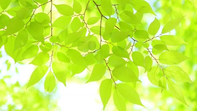 2021年5月の優秀句